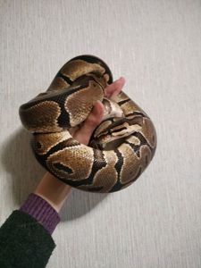 Королевский питон