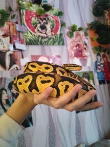 Королевский питон