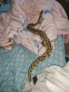 Королевский питон