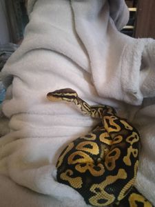 Королевский питон