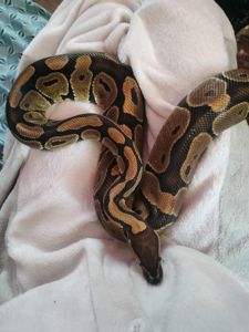 Королевский питон