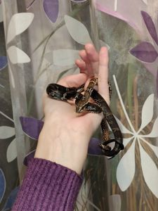 Амурский полоз