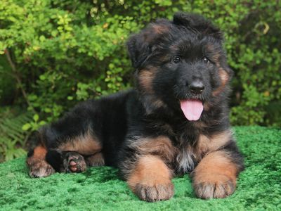 Розплідник німецьких вівчарок пропонує цуценят КСУ-FCI