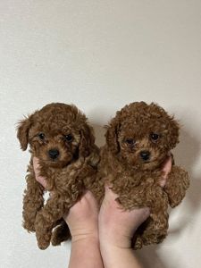 Цуценята міні Той пудель