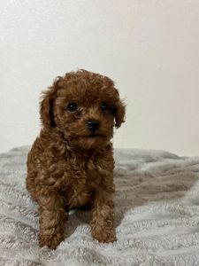 Цуценята міні Той пудель