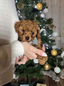 Хлопчик міні Той пудель