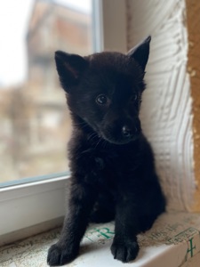 Щенок немецкой овчарки