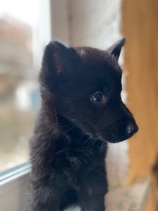 Щенок немецкой овчарки