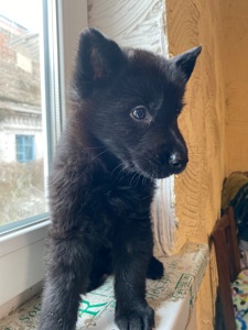 Щенок немецкой овчарки