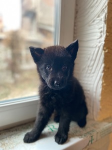 Щенок немецкой овчарки