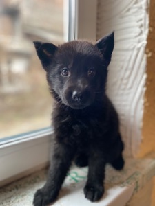 Щенок немецкой овчарки