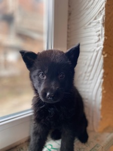 Щенок немецкой овчарки