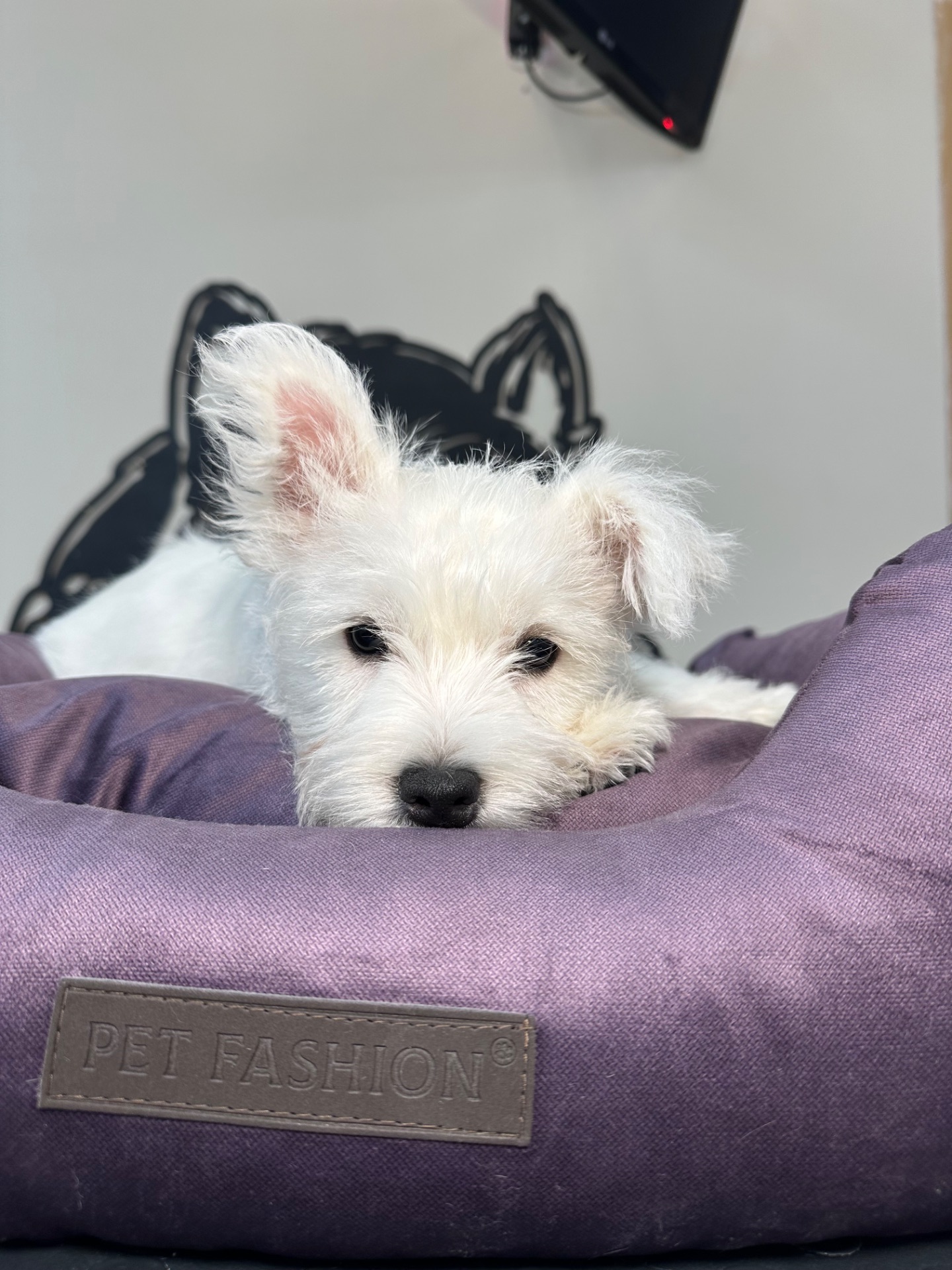 Цуценята вест Хайленд вайт терʼєра КСУ