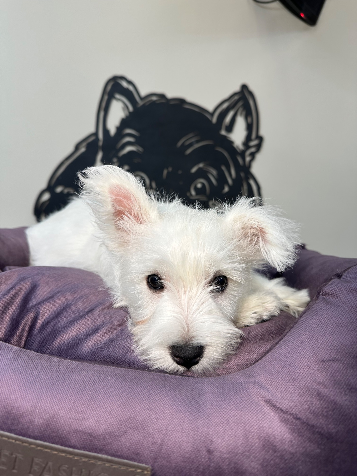 Цуценята вест Хайленд вайт терʼєра КСУ