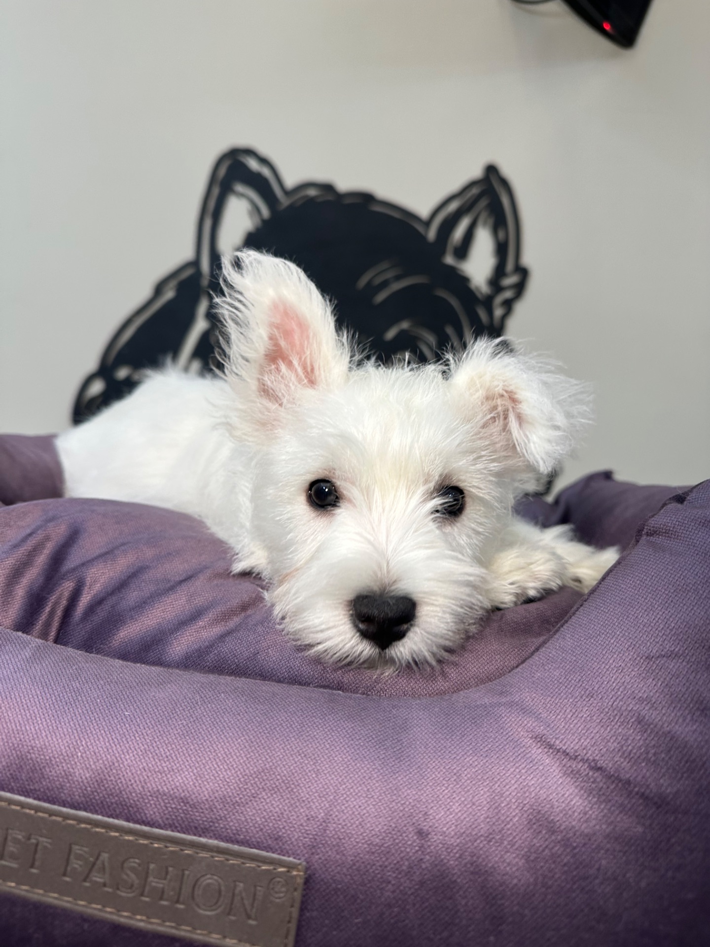 Цуценята вест Хайленд вайт терʼєра КСУ