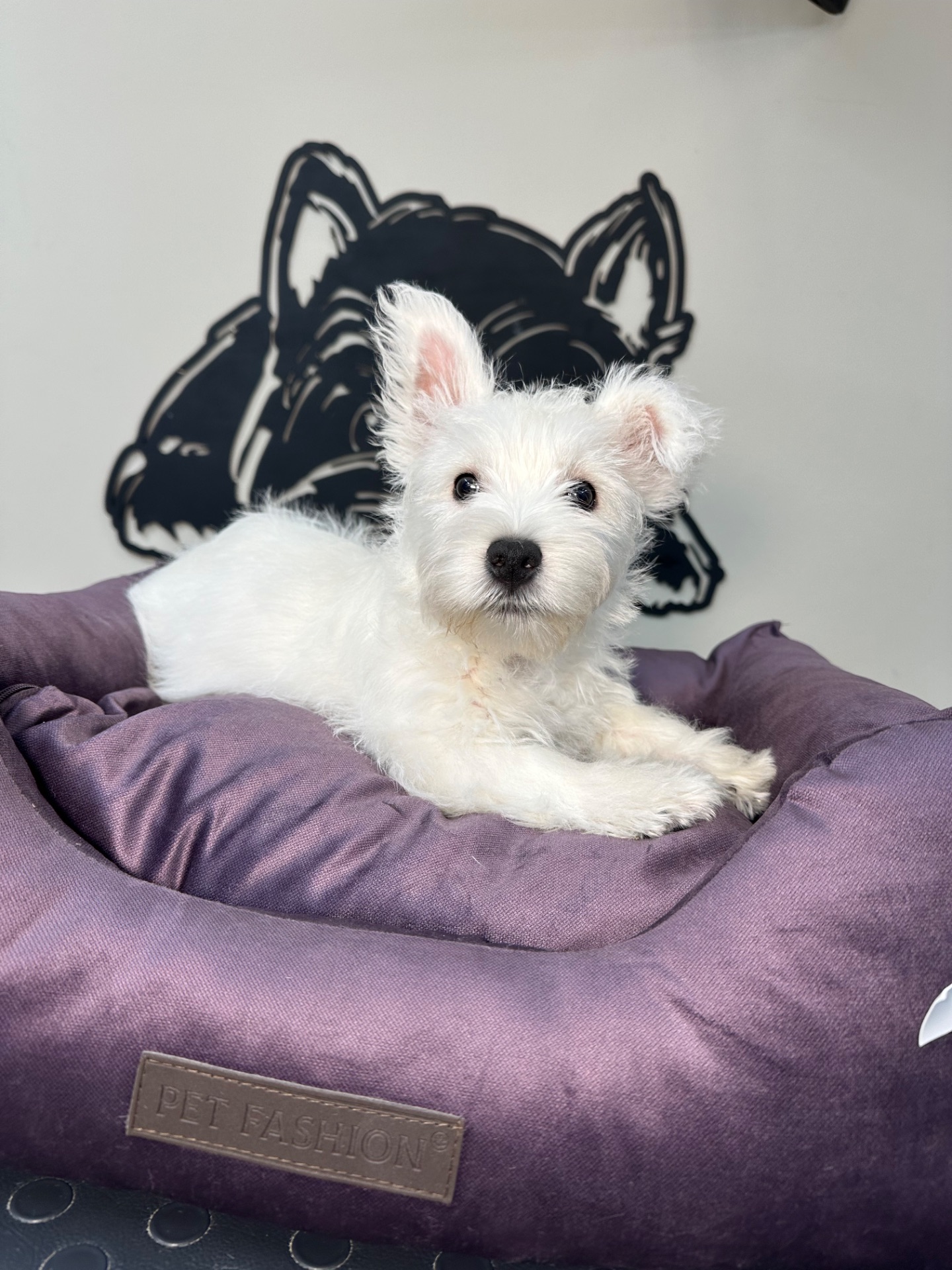 Цуценята вест Хайленд вайт терʼєра КСУ