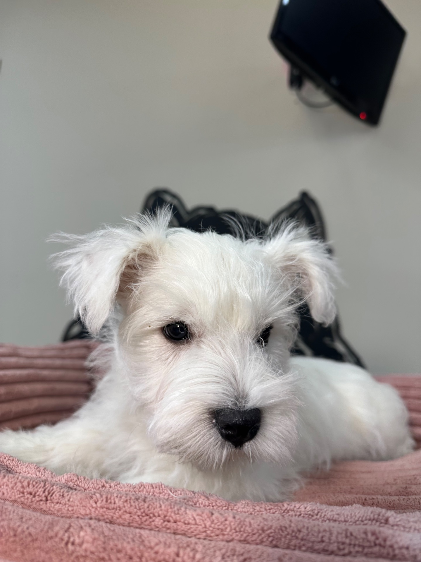 Цуценята вест Хайленд вайт терʼєра КСУ