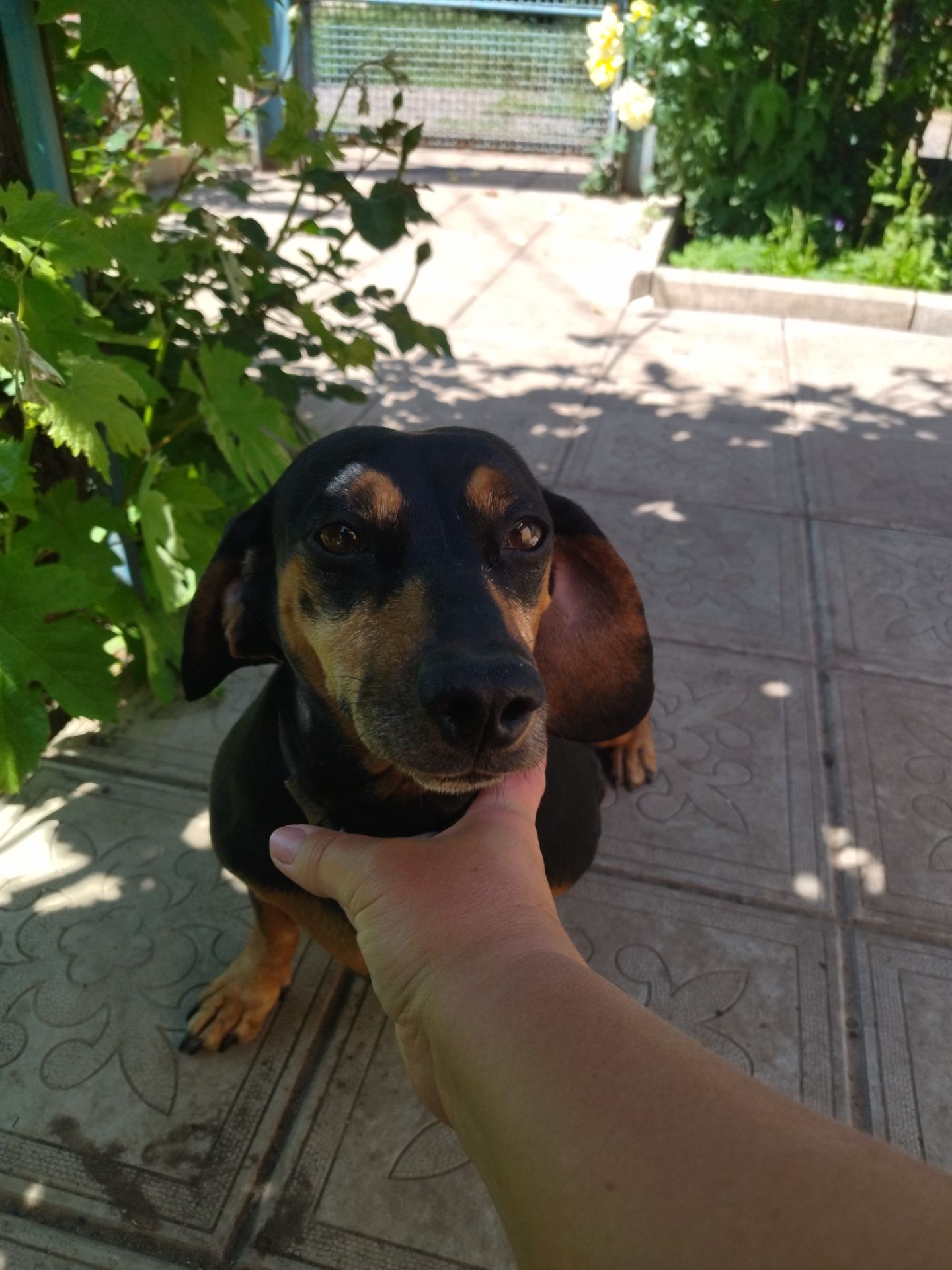 Отдам таксу бесплатно