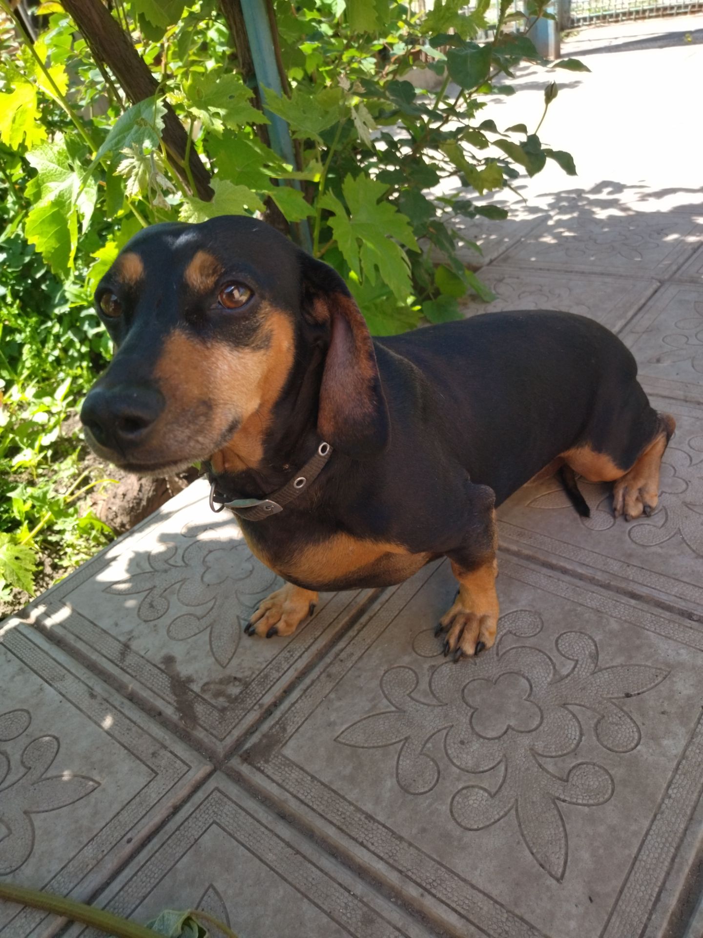 Отдам таксу бесплатно