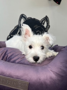 Цуценята вест Хайленд вайт терʼєра КСУ