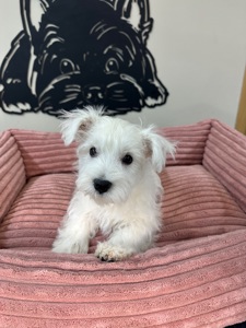 Цуценята вест Хайленд вайт терʼєра КСУ