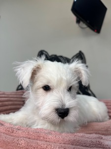 Цуценята вест Хайленд вайт терʼєра КСУ