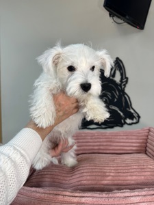 Цуценята вест Хайленд вайт терʼєра КСУ