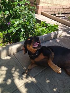 Отдам таксу бесплатно