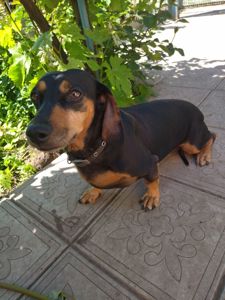 Отдам таксу бесплатно