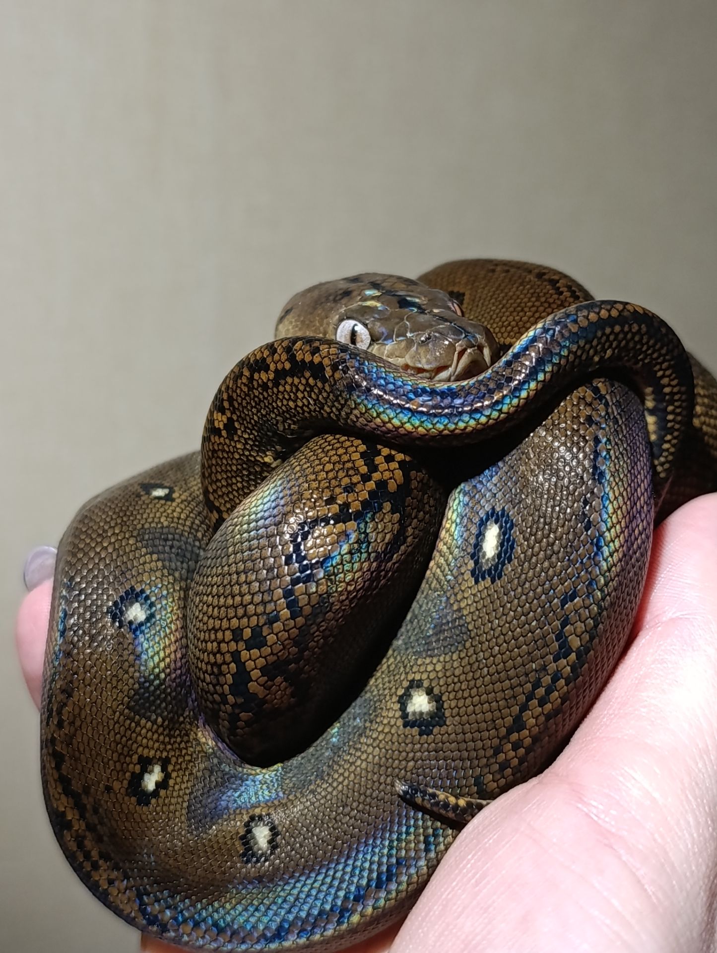 Полози, молочні змії, удави, пітони