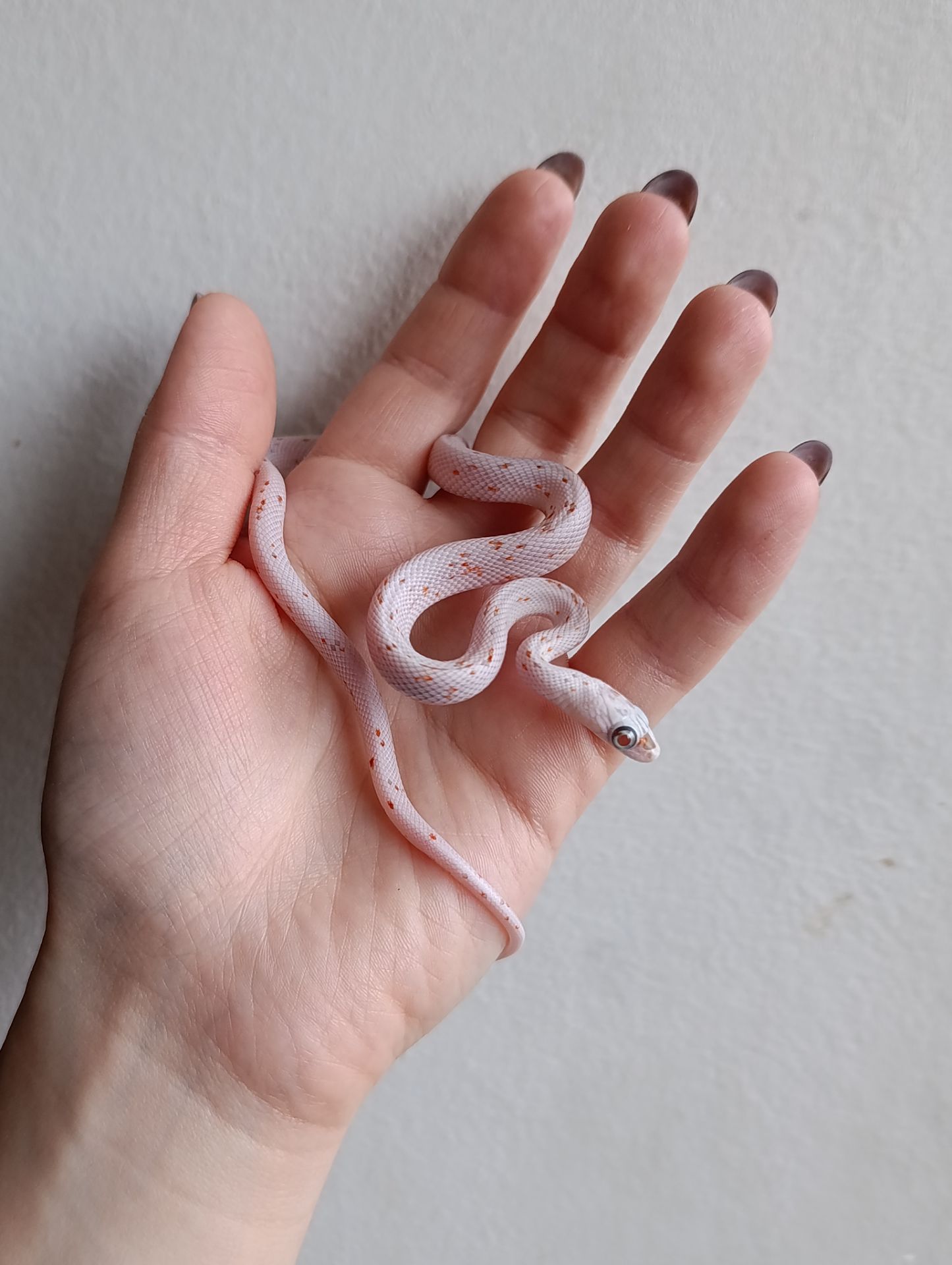 Маїсовий полоз Palmetto