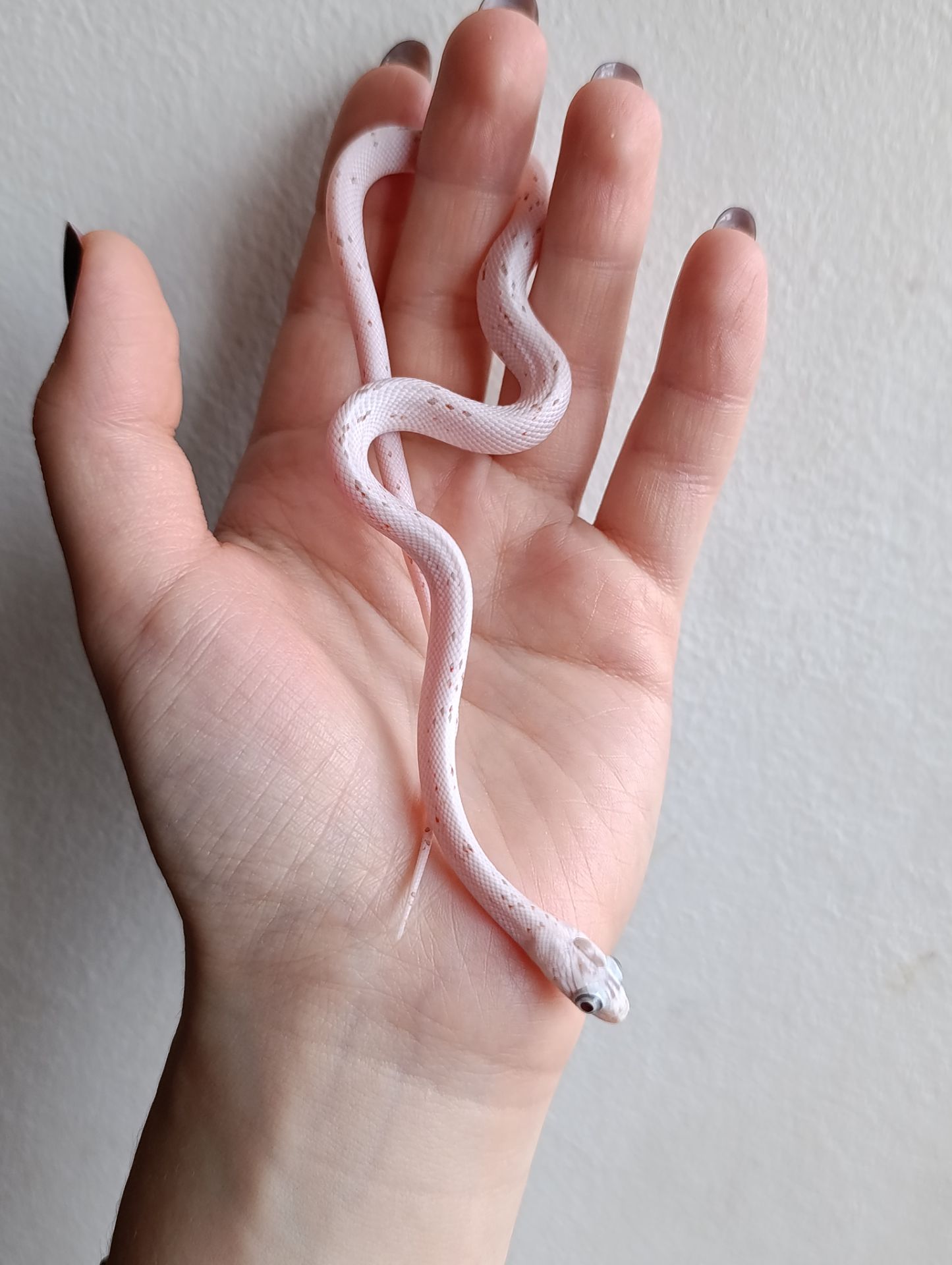 Маїсовий полоз Palmetto