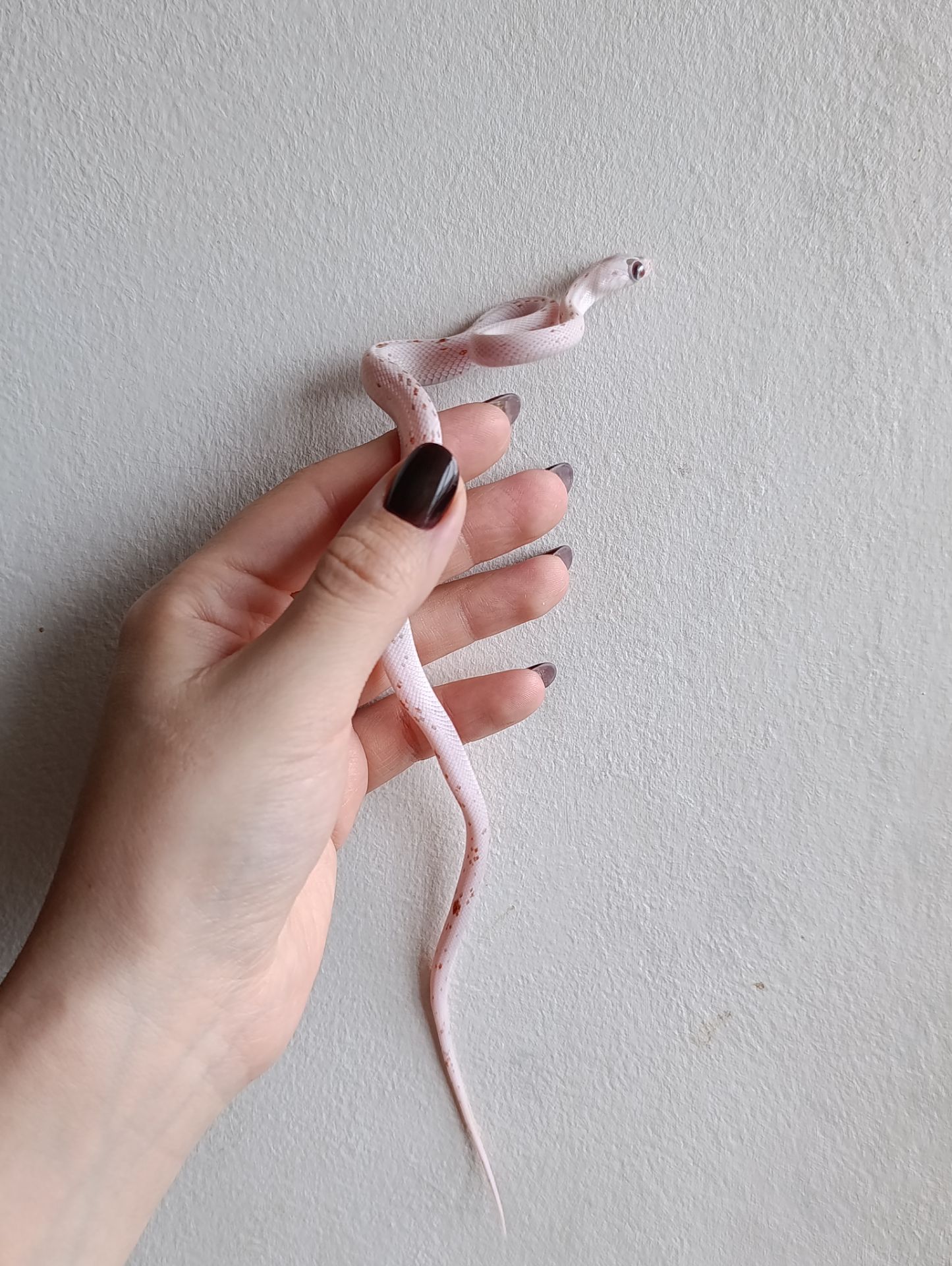 Маїсовий полоз Palmetto