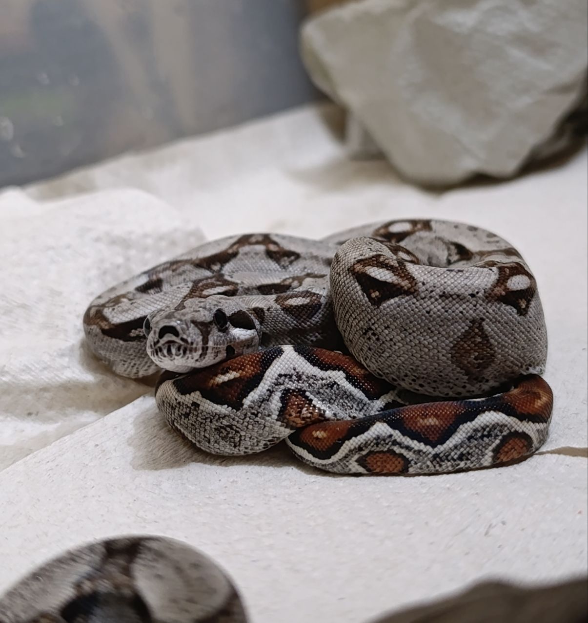 Полози, молочні змії, удави, пітони