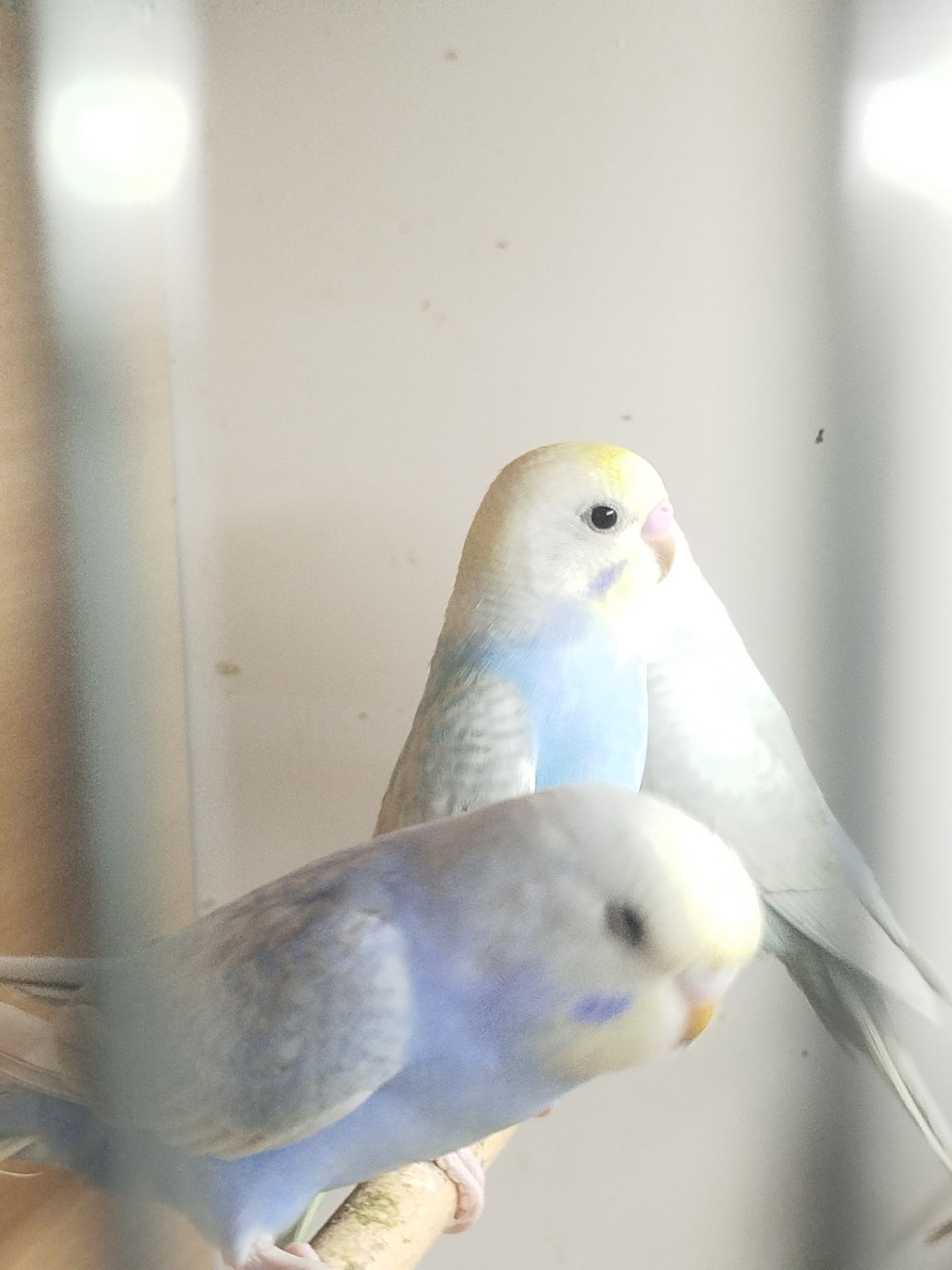 Радужні хвилясті папужки