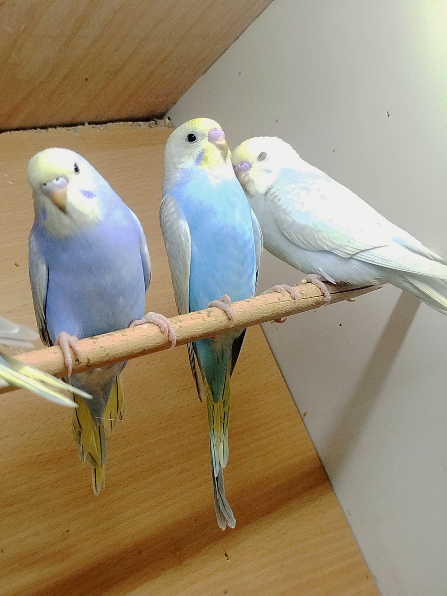 Радужні хвилясті папужки