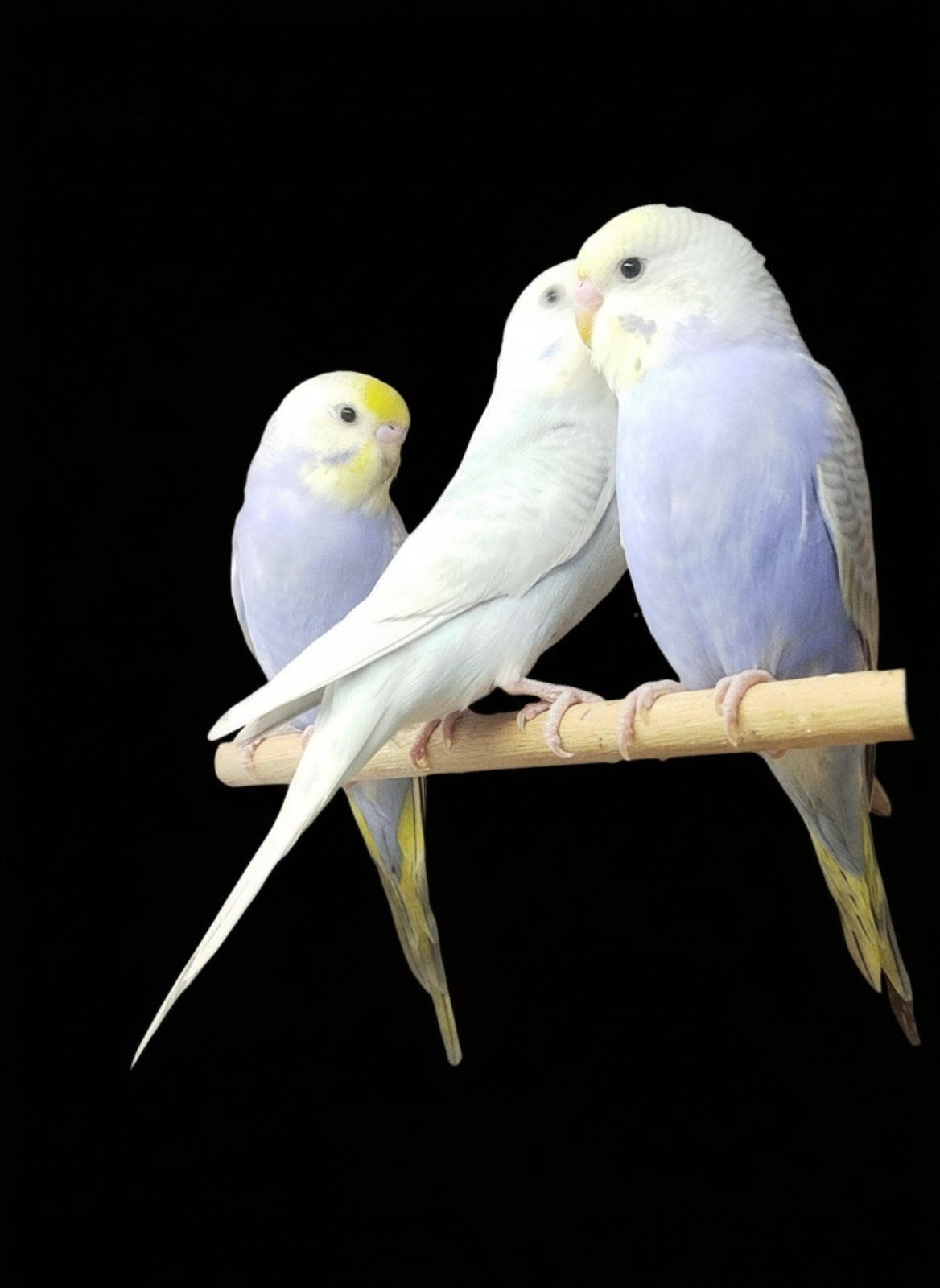 Радужні хвилясті папужки