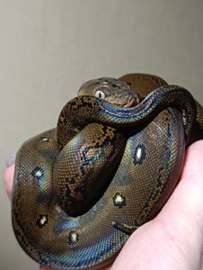 Полози, молочні змії, удави, пітони