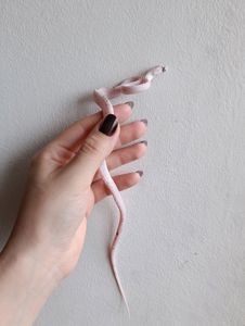 Маїсовий полоз Palmetto