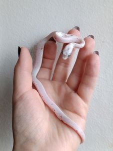 Маїсовий полоз Palmetto