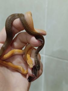 Полози, молочні змії, удави, пітони