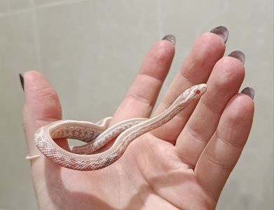 Полози, молочні змії, удави, пітони