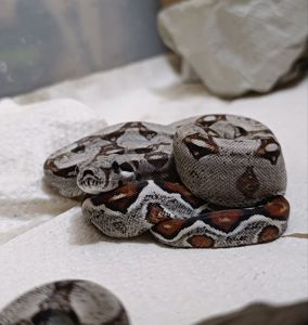 Полози, молочні змії, удави, пітони