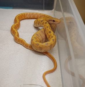 Полози, молочні змії, удави, пітони