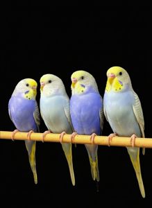 Радужні хвилясті папужки