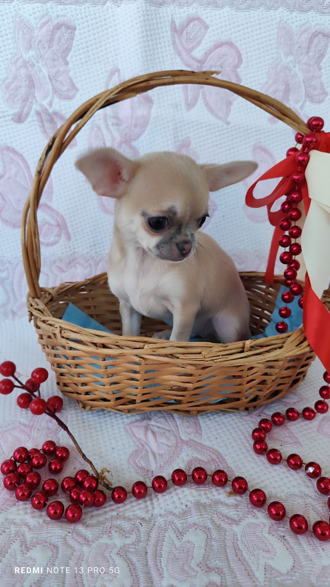 Маленька дівчинка чихуахуа