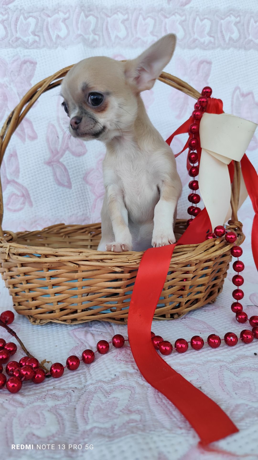 Маленька дівчинка чихуахуа