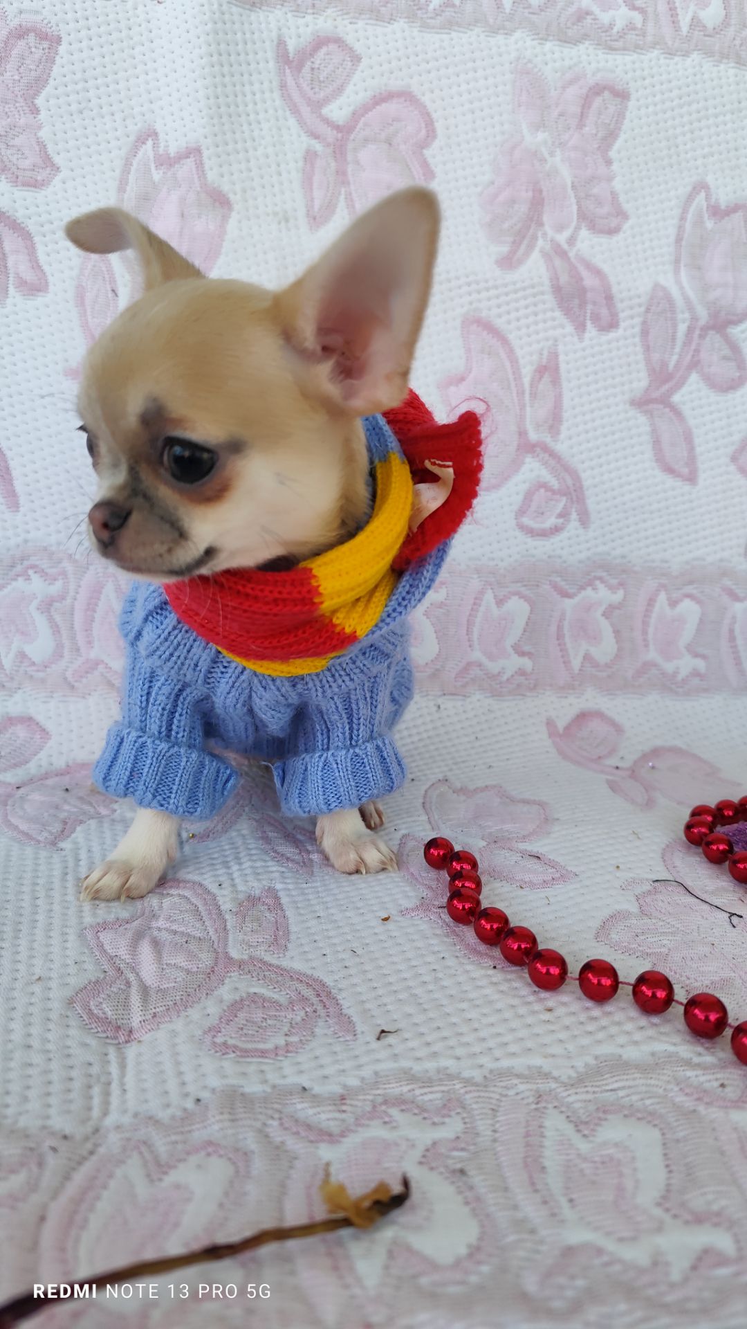 Маленька дівчинка чихуахуа