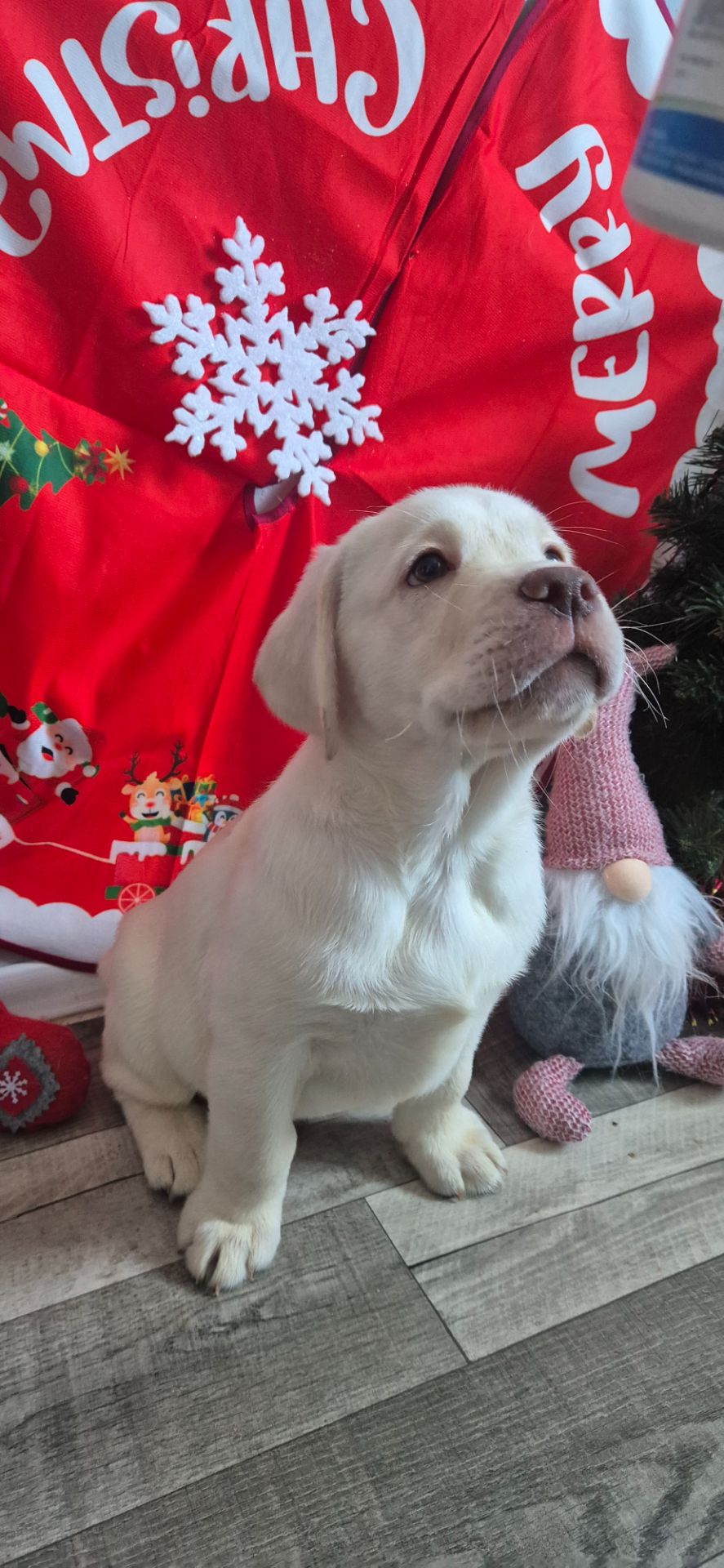 Цуценята лабрадор ретривер