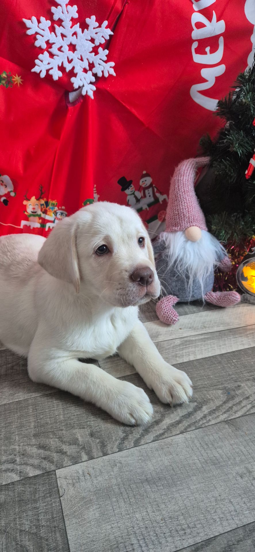 Цуценята лабрадор ретривер